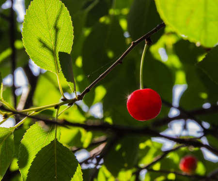 Red cherry on tree among the leavesの写真素材