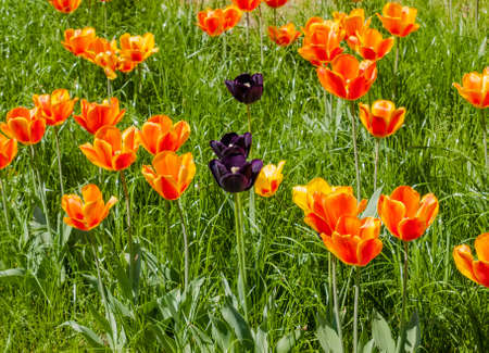 Planting orange and dark purple tulips in the grassの写真素材