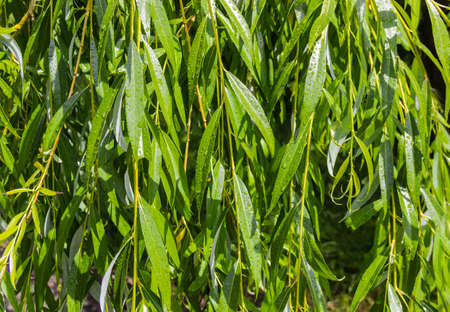 Willow branches with water drops on leaves after rain. Texture.の写真素材