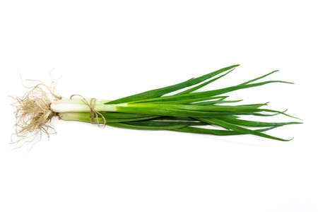 Bundle of green onion with roots and tied by twine on a light . Isolation.の写真素材