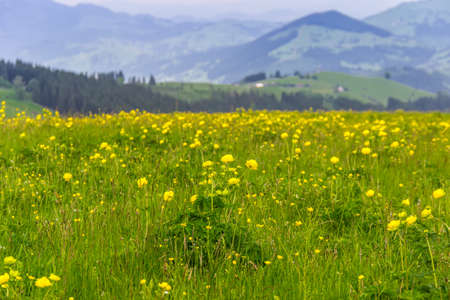 Glade with yellow flowers on a mountainsの写真素材