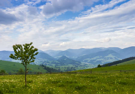 Mountain pasture with a single tree on a  ridge and valley with village. Carpathians.の写真素材
