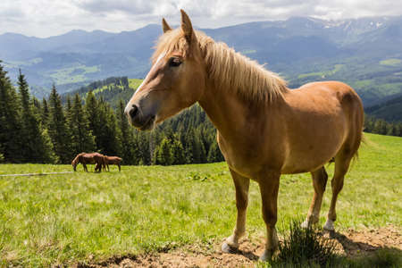 Bay horse on a mountain pasture against mountainsの写真素材