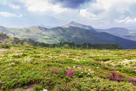 Panorama of one of the ridges of the Carpathian with mountain flowers in the foreground on the background of mountains and sky with clouds.の写真素材