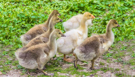 Several goslings of domestic gray geese on a grass backgroundの写真素材