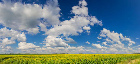 Blue sky with cumulus clouds over a field of sunflowersの写真素材