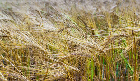 Field of ripening barley. Stalks and ears closeupの写真素材