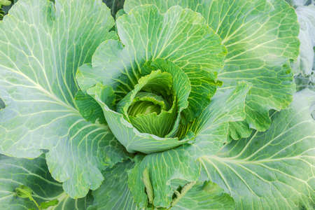 Head of young cabbage with leaves in the gardenの写真素材