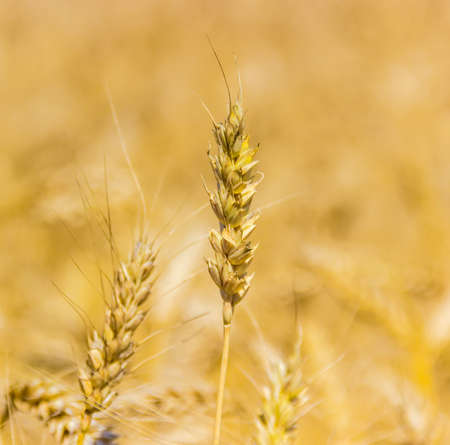Ear of ripe wheat closeup on a background of wheat fields