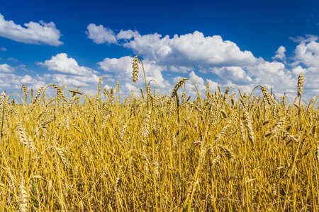Ripe wheat field against the sky with cloudsの写真素材