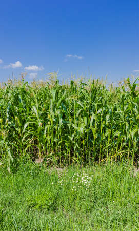 Field of green is not yet ripe maize with grass and flowers in the foreground against the skyの写真素材