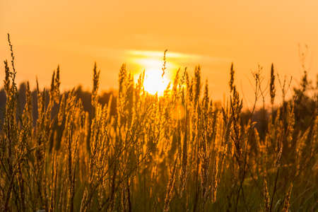 Sunset through the long grass with earsの写真素材