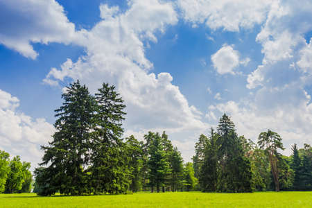 Large clearing in the park among the conifers and deciduous trees on the background of the sky with cloudsの写真素材
