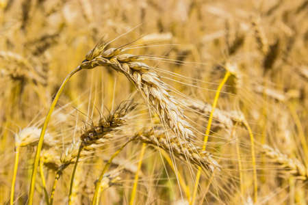 Field of ripe wheat, stems and ears closeupの写真素材