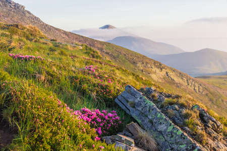 View of the mountain range with a slope with grass, flowers and rocks in the foreground during dawn. Carpathian Mountains.の写真素材