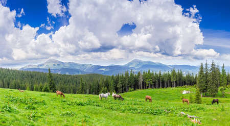 Mountain pasture with grazing horses against the backdrop of mountain range and sky with clouds. Carpathian Mountains.の写真素材