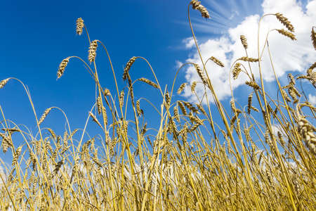 Field of ripe wheat against the sky with clouds and sunlightの写真素材