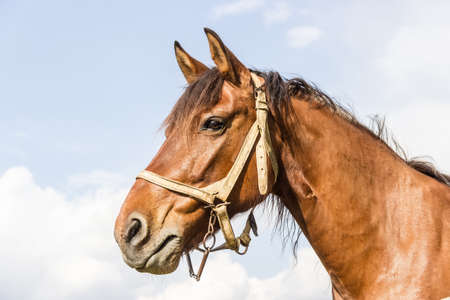 Head brown horse with a harness against skyの写真素材