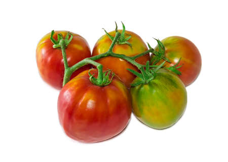 Branch with a red, orange and green tomatoes on a light background. Isolation.の写真素材