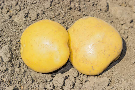 Two yellow potatoes on the field on a background of the soilの写真素材