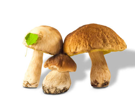 Three fresh cut ceps and green leaf on the pileus of one of them on a white background. Isolationの写真素材