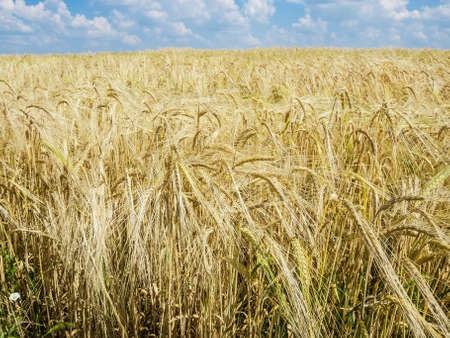 Field of ripening barley against the sky with cloudsの写真素材