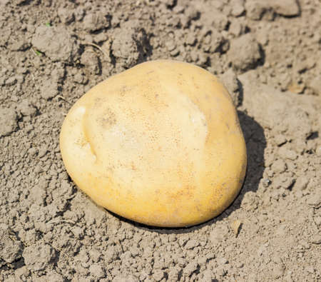 One yellow potato on the field on a background of the soilの写真素材