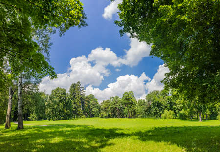 Large clearing in the park among the conifers and deciduous trees on the background of the sky with cloudsの写真素材
