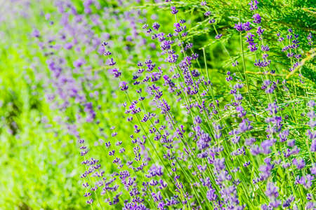 Flowers and stems of lavender on a blurred background of bushes and grassの写真素材