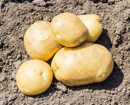 Several yellow potatoes on the field on a background of the soilの写真素材