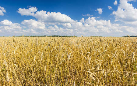 Ripe wheat field against the sky with cloudsの写真素材