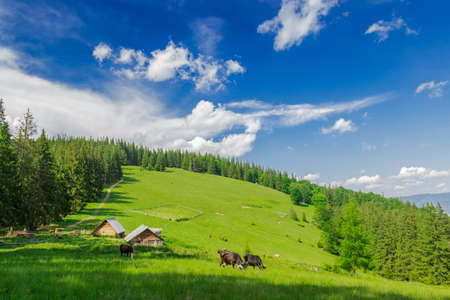 Mountain landscape with glade with rural outbuildings, forests and grazing cows against the sky with clouds.の写真素材