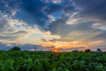Sunset on the background of field with vegetablesの写真素材