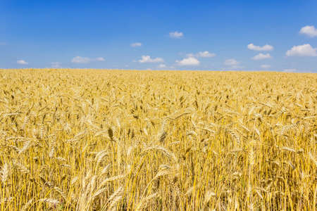 Ripe wheat field against the sky with cloudsの写真素材