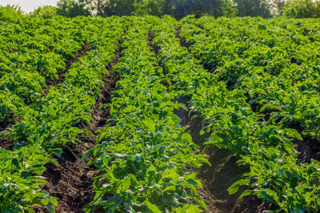Field with rows of planted young potatoes
