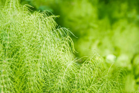 Thicket of horsetail in the woods on a blurred backgroundの写真素材