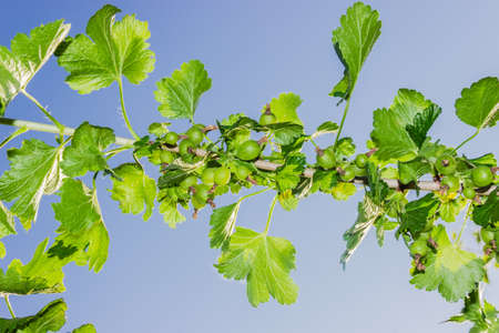 Sprig of gooseberry with ripening berries closeup against the skyの写真素材
