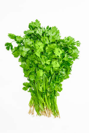 Bundle of fresh green coriander leaves with roots on a light background. Isolation.の写真素材