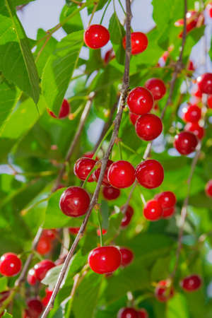 Red ripe cherries on tree among the leaves