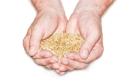 Full a handful of grains of rye in male hands on a light backgroundの写真素材