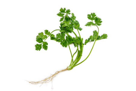 Stalk of fresh green coriander with leaves and roots on a light background. Isolation.の写真素材