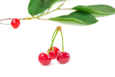 Three ripe dark red cherries on a background of blurred branch with cherry and leaves. Isolation.の写真素材