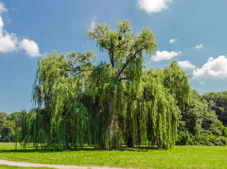 old willow among a large glade in the park in the summer on a sunny day on the background of the forest and sky with cloudsの写真素材