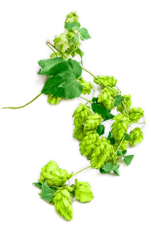 Hops branch with leaves and strobiles on a light background. Isolation.の写真素材