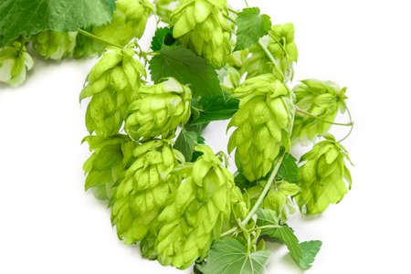Hops branch with leaves and strobiles closeup on a light background. Isolation.