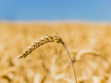Spikelet of ripe wheat closeup on a background of wheat field and skyの写真素材