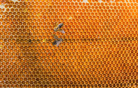 Honeycombs filled with honey closeup. In each cell of honeycomb the reflection of light in the form of an asterisk. Texture.の写真素材