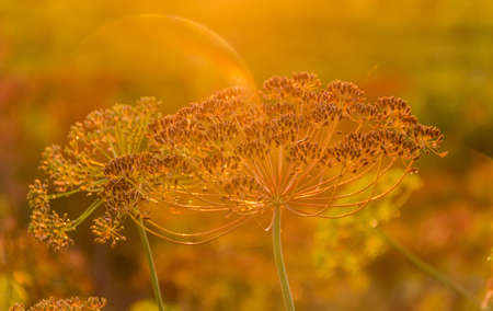 Stems and umbel inflorescence with seeds of dill at sunsetの写真素材