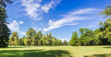 Large clearing in the park among the conifers and deciduous trees on the sky with cirrus clouds in the summer on a sunny dayの写真素材