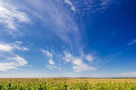 Sky with cirrus fibratus clouds and cirrus floccus clouds over a field of ripening corn in summer dayの写真素材